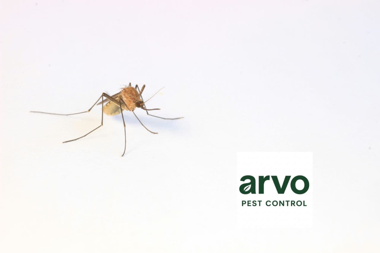 Photo 4 of Residential Pest Control