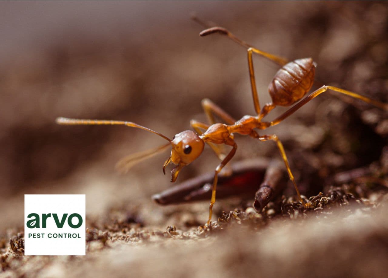Photo 6 of Residential Pest Control