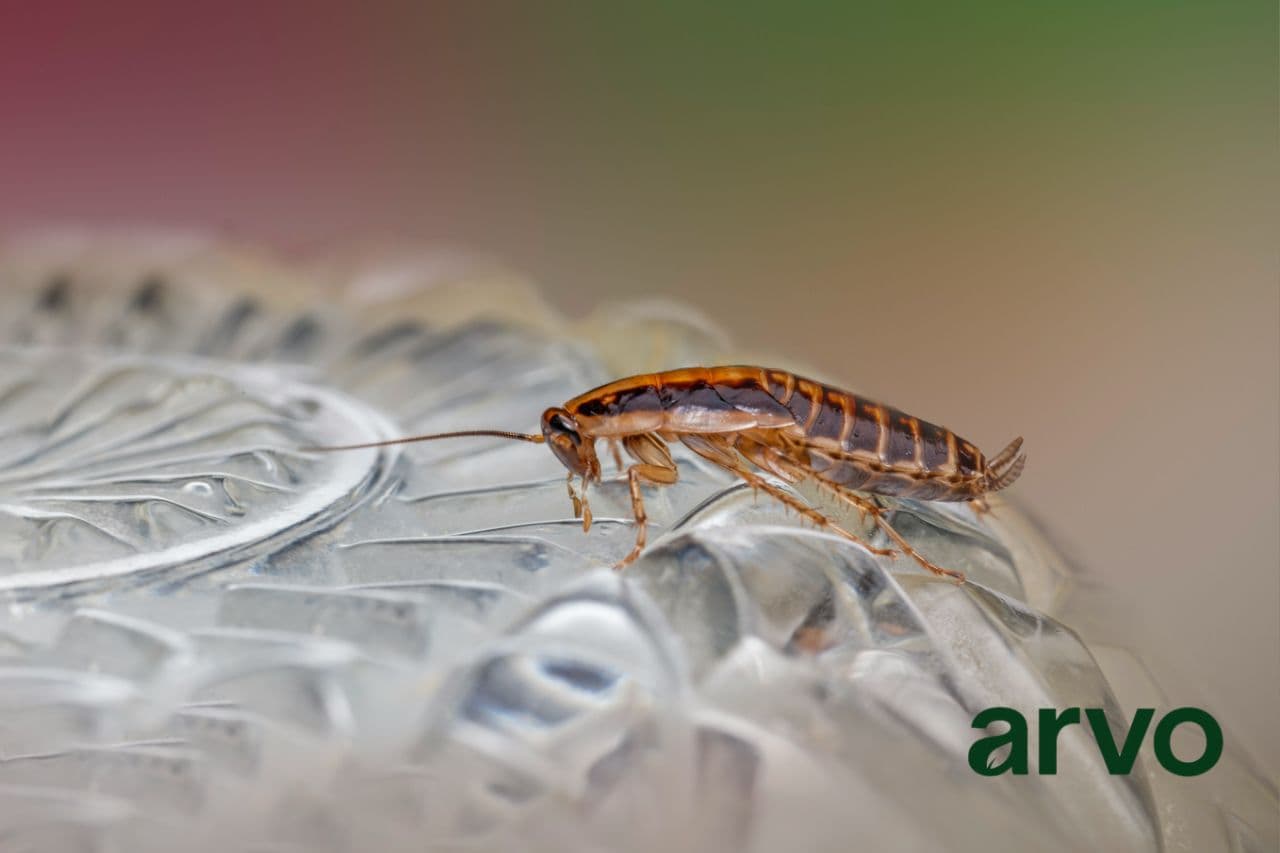 Photo 3 of Residential Pest Control