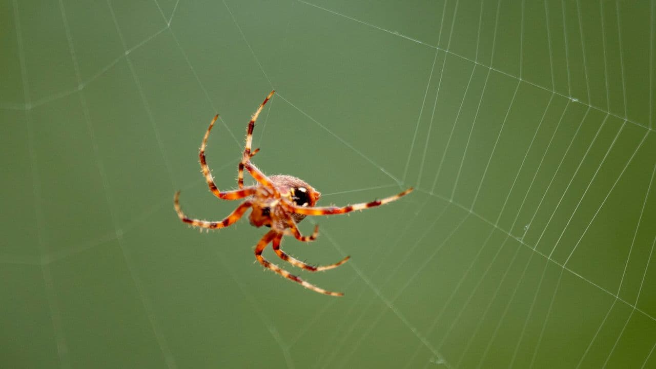 Photo 8 of Residential Pest Control