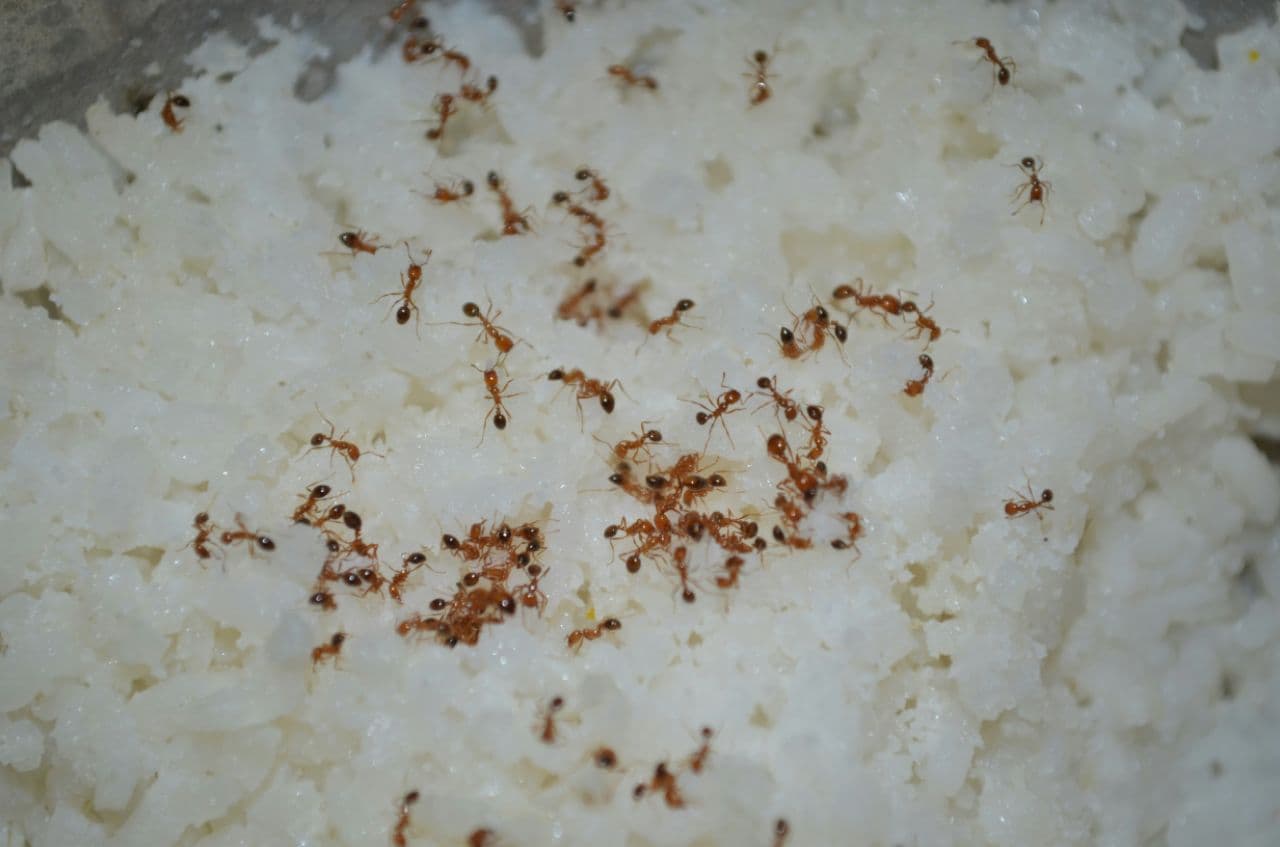Photo 10 of Residential Pest Control
