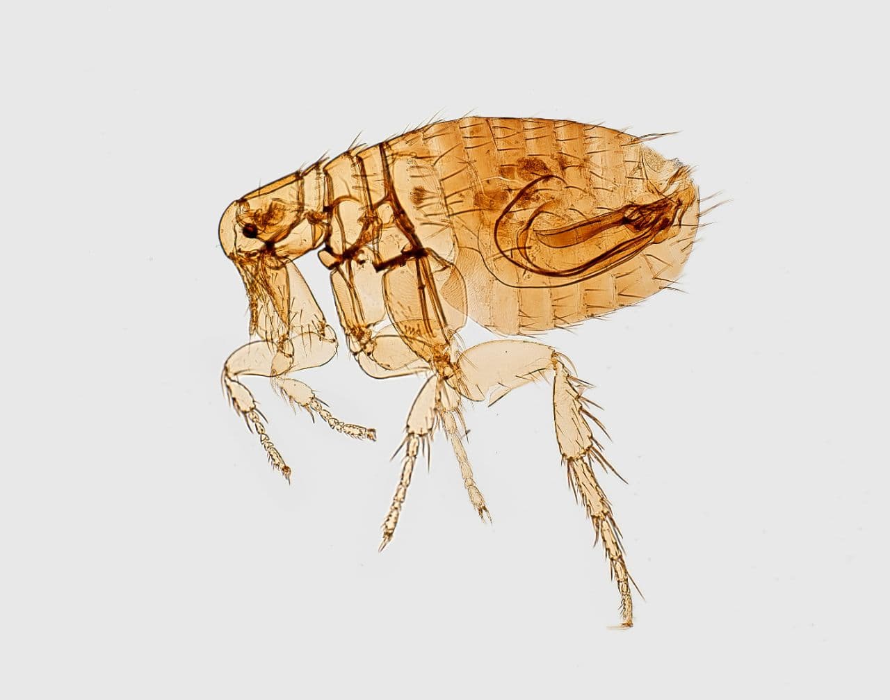 Photo 7 of Residential Pest Control