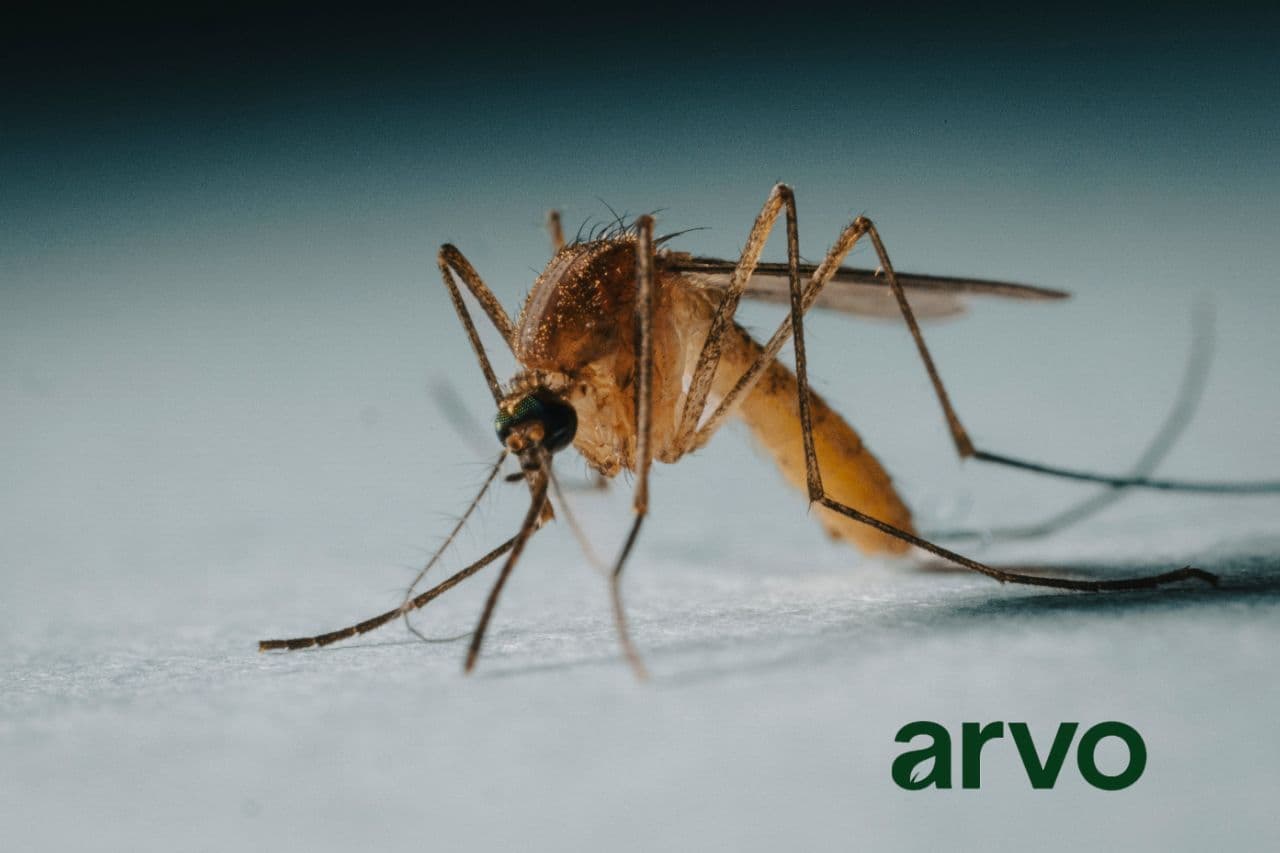 Photo 1 of Mosquito Treatment