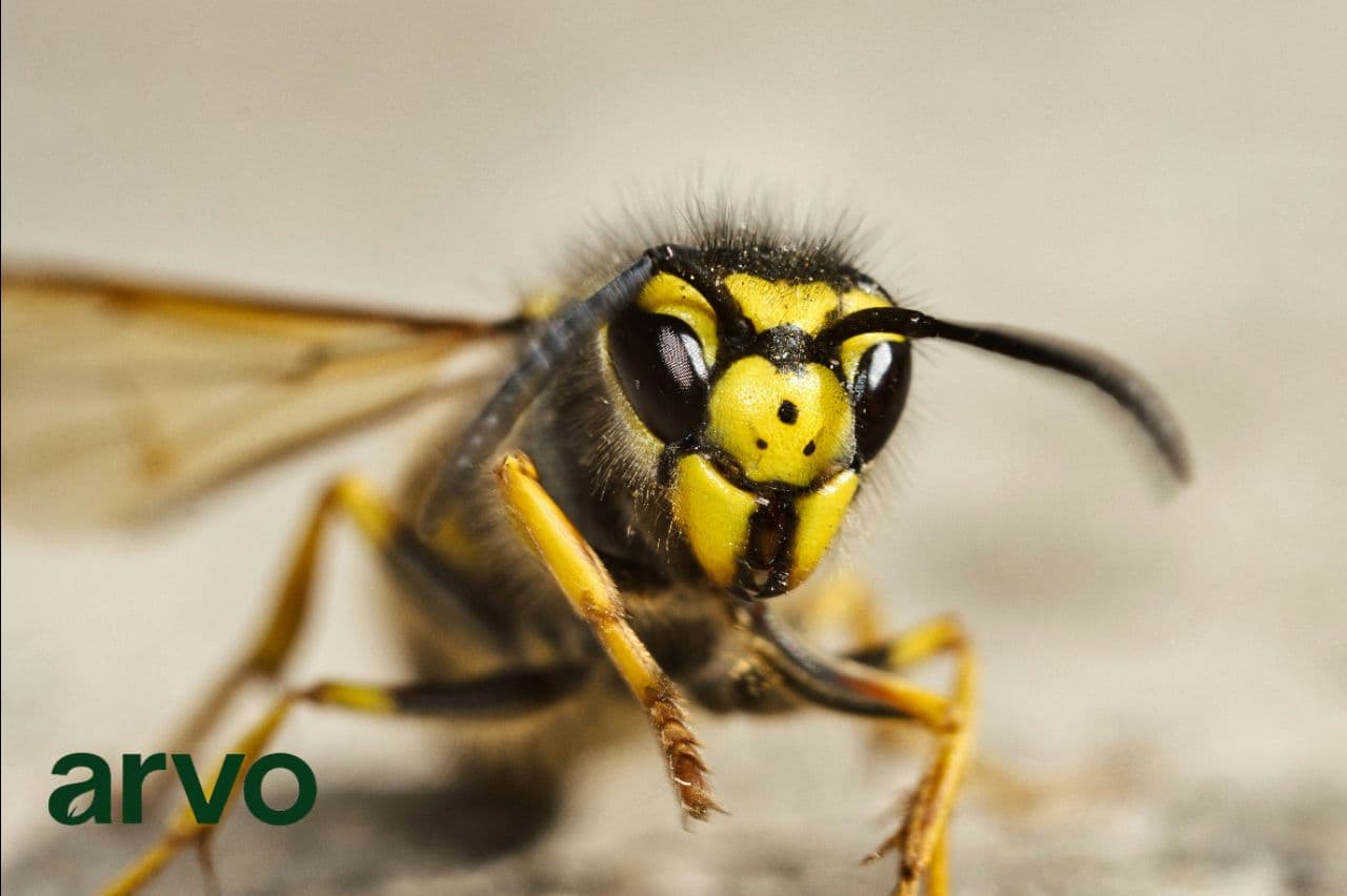 Photo 1 of Wasp removal / prevention