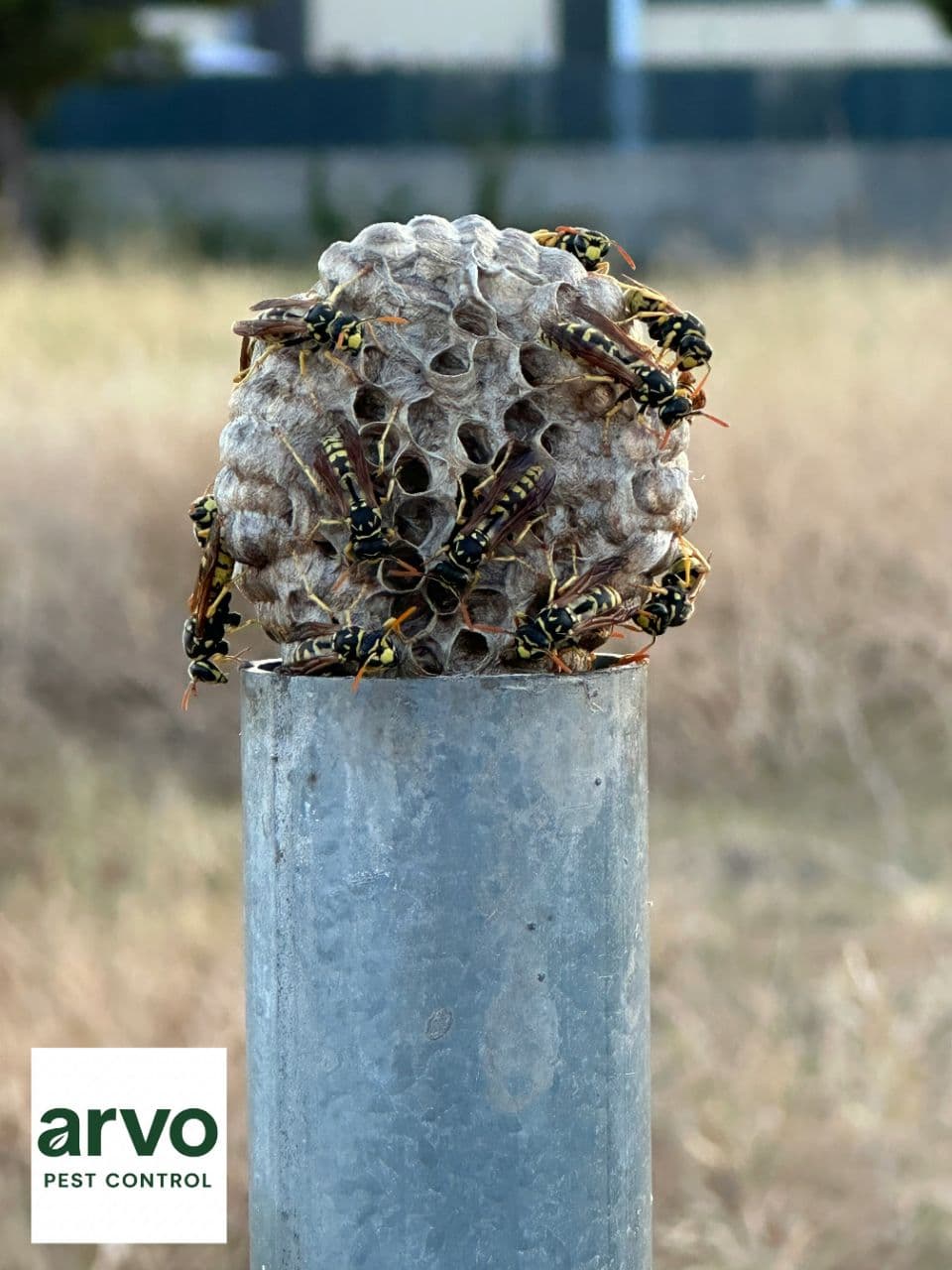 Photo 4 of Wasp removal / prevention