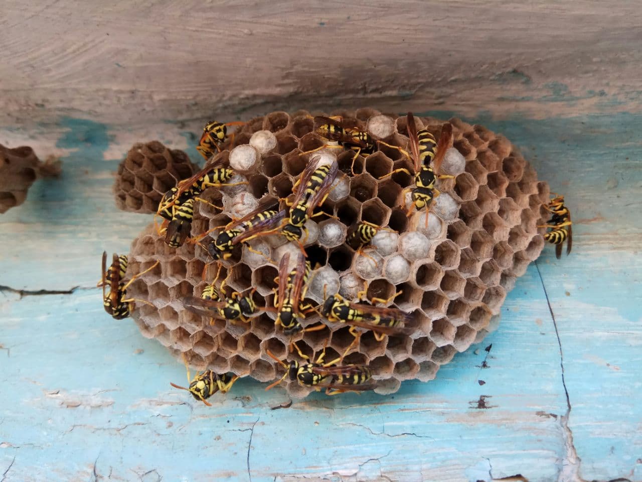 Photo 3 of Wasp removal / prevention